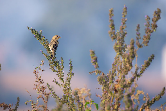 Baya Weaver (बया) - Ploceus philippinus Location: Sanjivini Nagar, Jabalpur, India