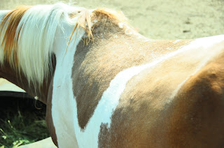 Chestnut pinto horse with English saddle mark on one side