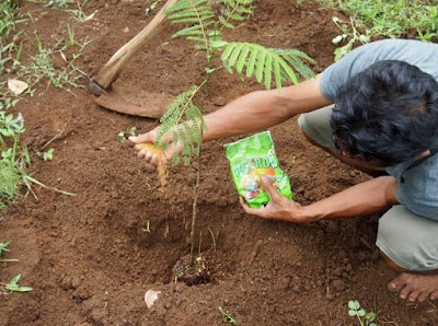 Jasa Tukang Taman Tuban Tanaman peneduh sengon