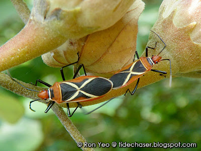 Cotton Stainer Bugs (Dysdercus decussatus)