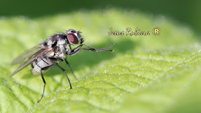 Anthomyia pluvialis de la colección de fotografías de Jesús Rubiera