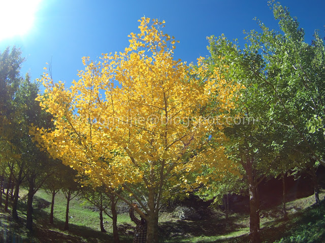 Wuling Farm maple autumn foliage