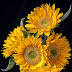 Solar Flare Sunflower