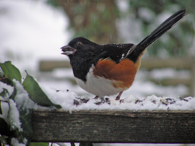 Towhee in snow