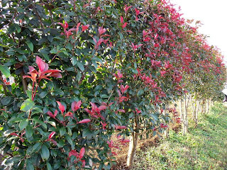 Japanese Photinia in Autumn