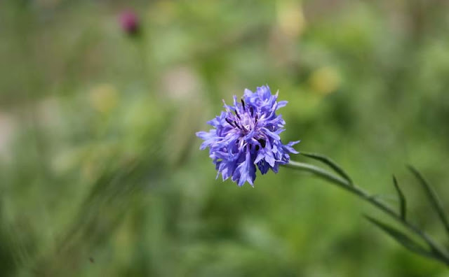 Cornflower Flowers Pictures