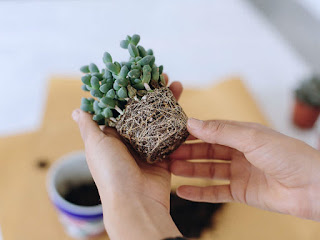 Related searches, View 5+ more, How to repot succulents, How to repot Aloe Vera, How to repot a jade plant, How to repot a Snake pl..., How to repot bamboo, How to repot a spider pla..., How to repot a Peace lily, Related search, Succulent cactus types, View 3+ more, San Pedro cactus, Schlumbergera, Mammillaria, Golden barrel cactus, Prickly pear, Astrophytum, Ferocactus,   how to repot a cactus, how to repot a cactus without hurting yourself, repotting cactus cutting, how to repot a christmas cactus, how to replant a broken cactus, how to replant cactus cuttings, how to repot succulents and cacti, how to propagate cactus, repotting saguaro cactus
