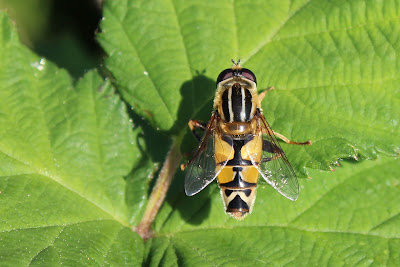 Citroenpendelvlieg - - Helophilus trivittatus