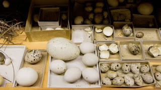 por qué las aves ponen huevos de distintas formas