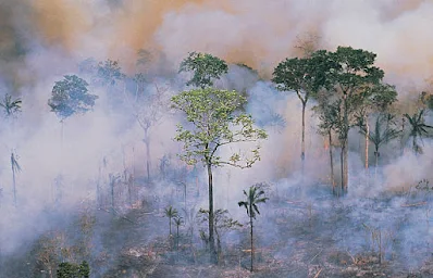 Fires in northern Amazon state endanger Brazil's Yanomami people