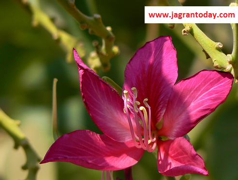 Kachnaar Bauhinia as Beneficial as Nectar