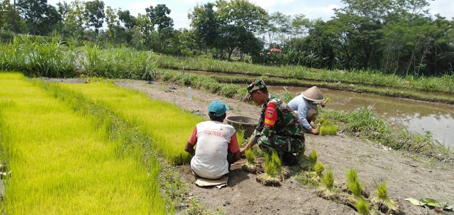 Babinsa Dampingi Petani Dalam Penyiapan Benih Padi