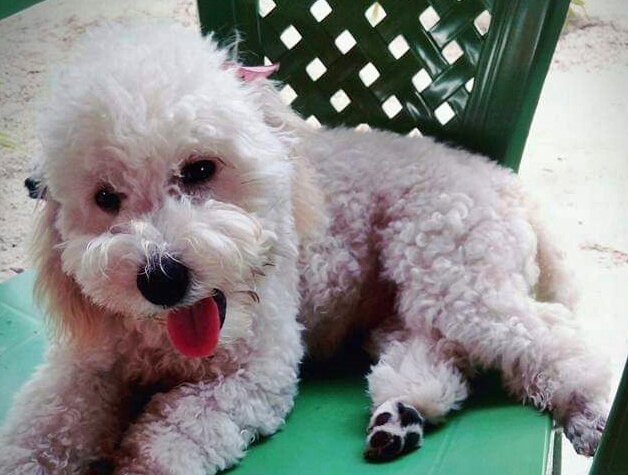URGENTE: Gratifica-se bem a quem informar o paradeiro de uma cadela desaparecida em Cocal-PI