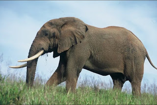 Google Image - Contoh Descriptive Text tentang Elephant (gajah)