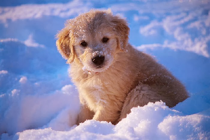 Adorable Golden Retriever Puppies in the Snow!