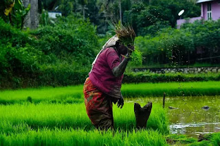 Best Nepali Agriculture Apps