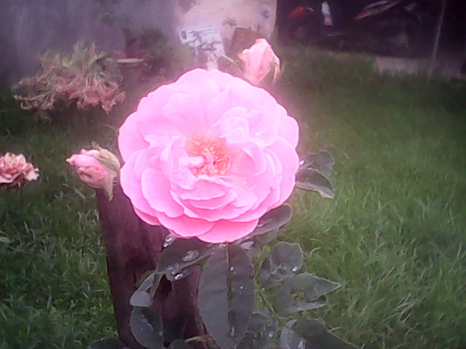 Serai Serumpun Bunga Mawar Merah Muda Yang Semerbak Harum