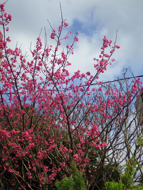 Pingjing St. Lane 42 cherry blossoms