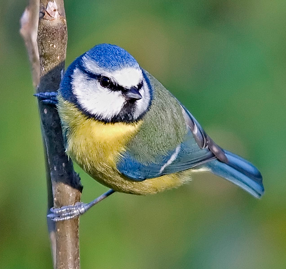 Kicau burung blue tit