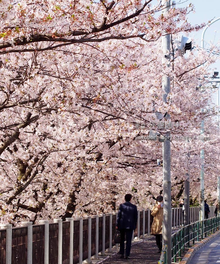 外堀通りの桜並木