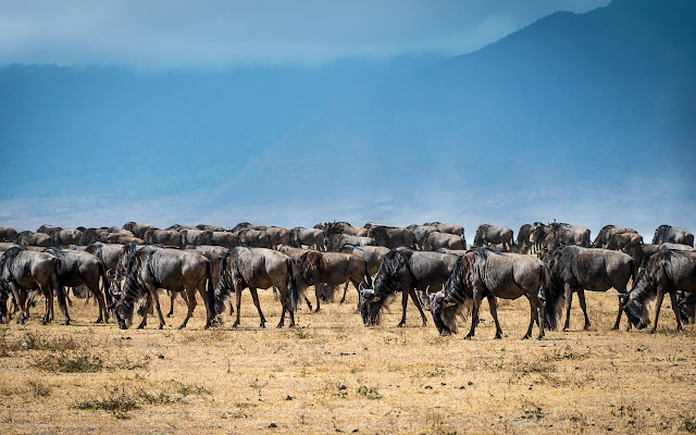 Animals are feeding in wildlife