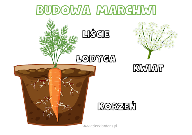 budowa marchewki dzień marchewki przedszkole