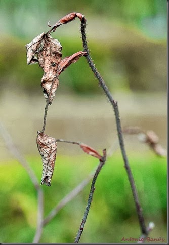 6 DSC_8212X1