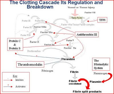 blood clotting cascade