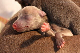 Italian Greyhound puppies