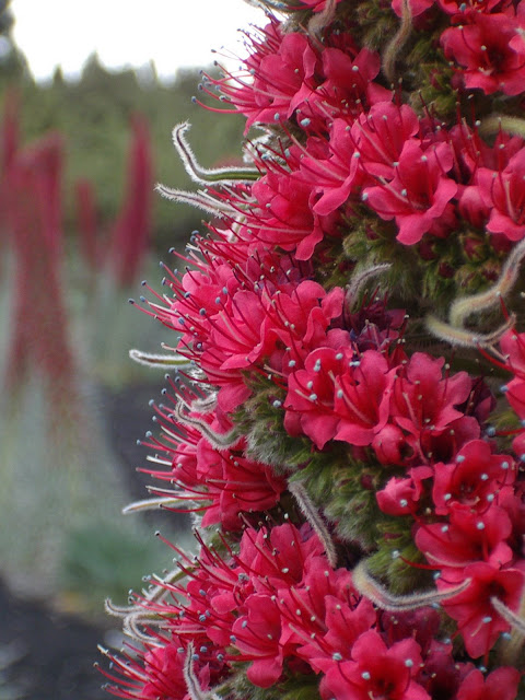 Echium wildpretii subsp. wildpretii