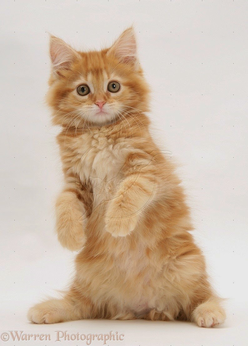 150 Gambar Kucing Lucu Dan Imut Anggora Persia Maine Coon Ayeey Com