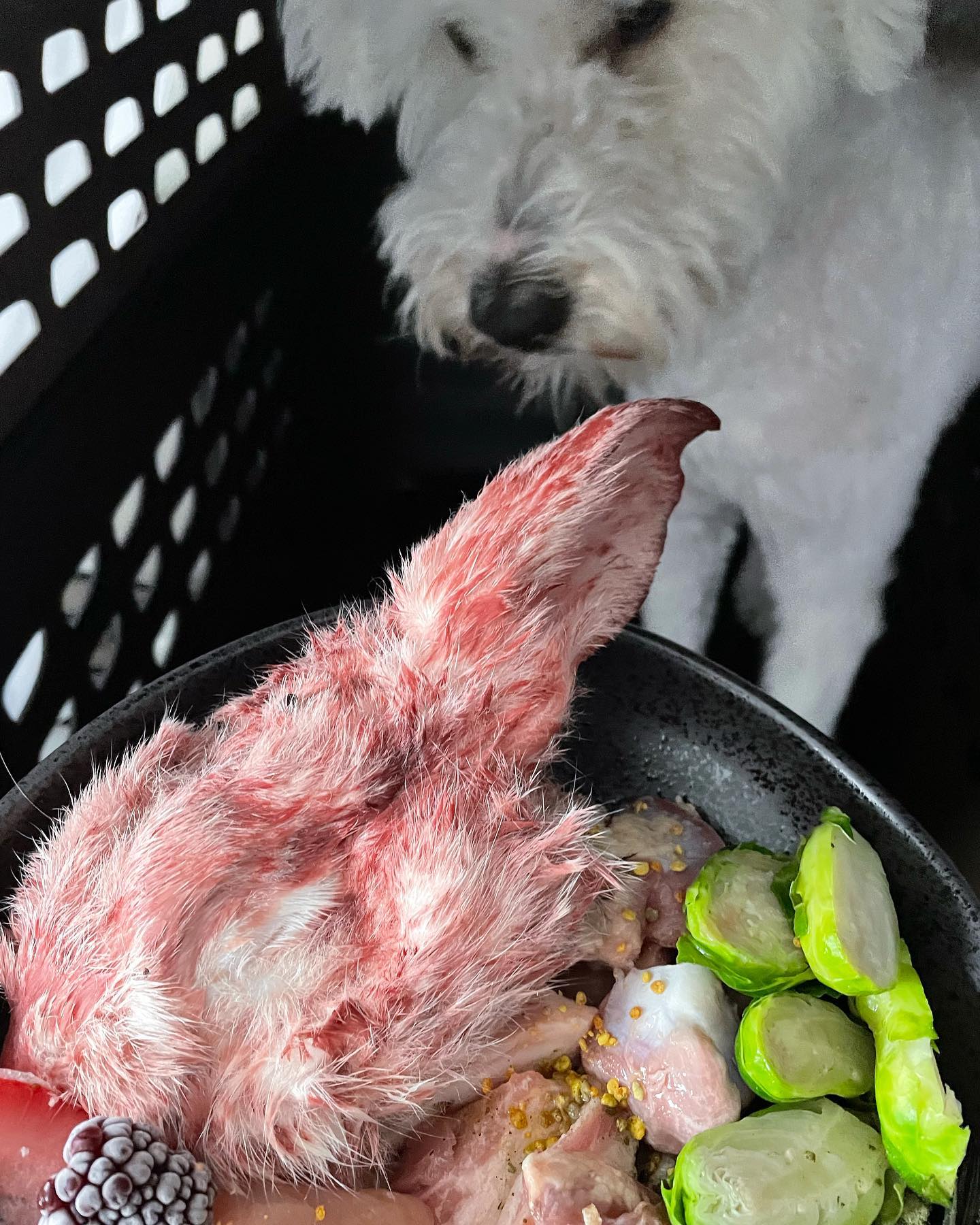 photo of poddle looking at his raw bowl