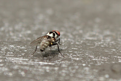 - - Anthomyia procellaris