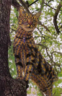 cute painted cat on tree