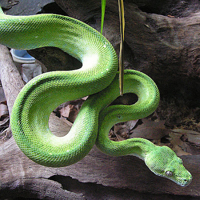 Green Python