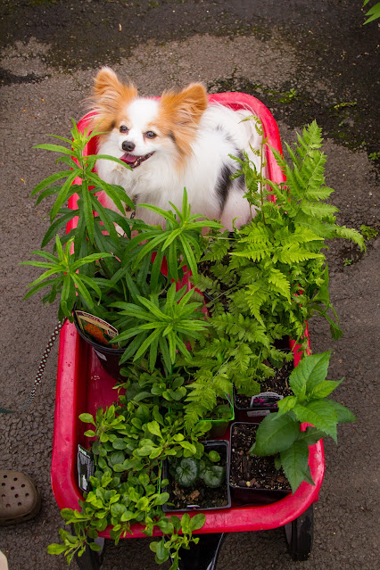 Chance shopping for plants at Merrifield