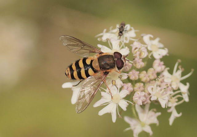 Gemeine Feld-Schwebfliege