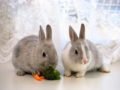 Cute Rabbit Normal Resolution HD Wallpaper 12
