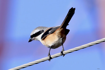 "Long-tailed Shrike, perched on a wire."