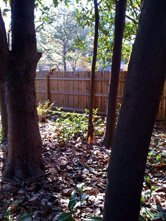 playingwithsquirrels