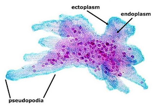 Penjelasan dan Ciri-ciri Sarcodina (Amoeba, Foraminifera dan Radiolaria)