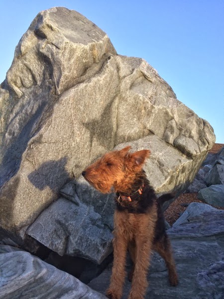 Weksh Terrier at the beach