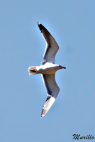 Gaviota patiamarilla