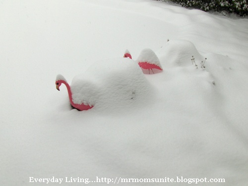 photo of snow covered flamingos