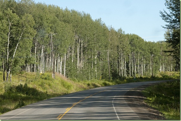 Aspens-3