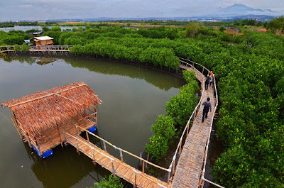 Maron Mangrove Edupark