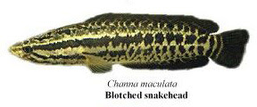 blotched snakehead