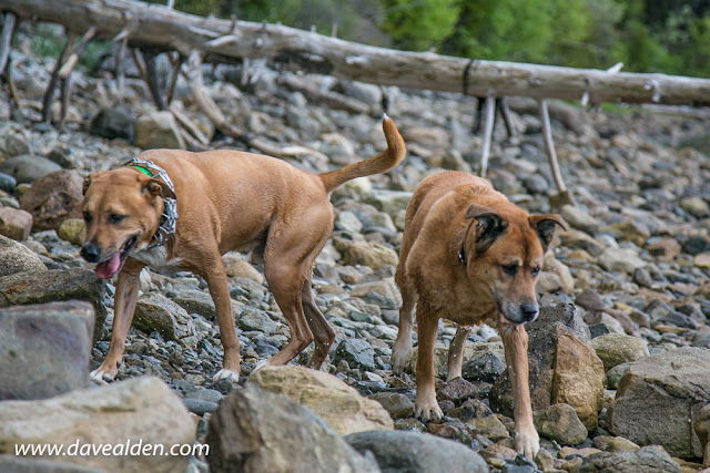 Dogs on the beach in Acadia National Park, Mount Desert Island, Maine