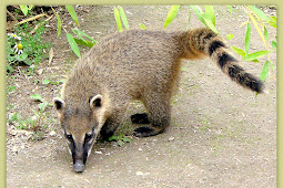 animal con hocico largo Coati coatimundi coatis nasua coatimundis
raccoon olivacea nelsoni sightings zoo