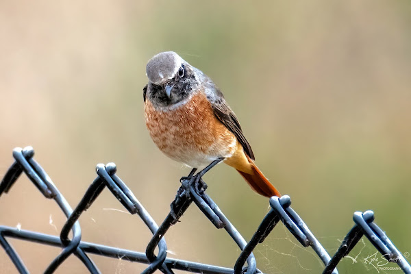 Common redstart